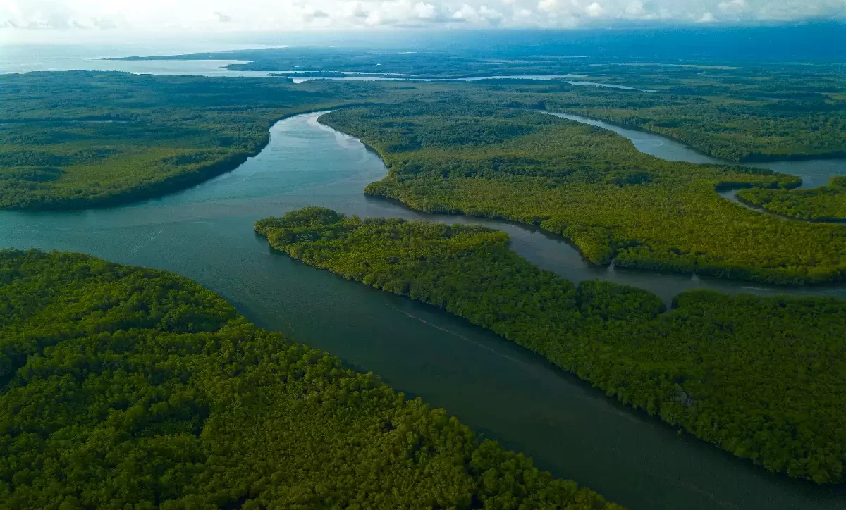 Mangrove Kayak Tours