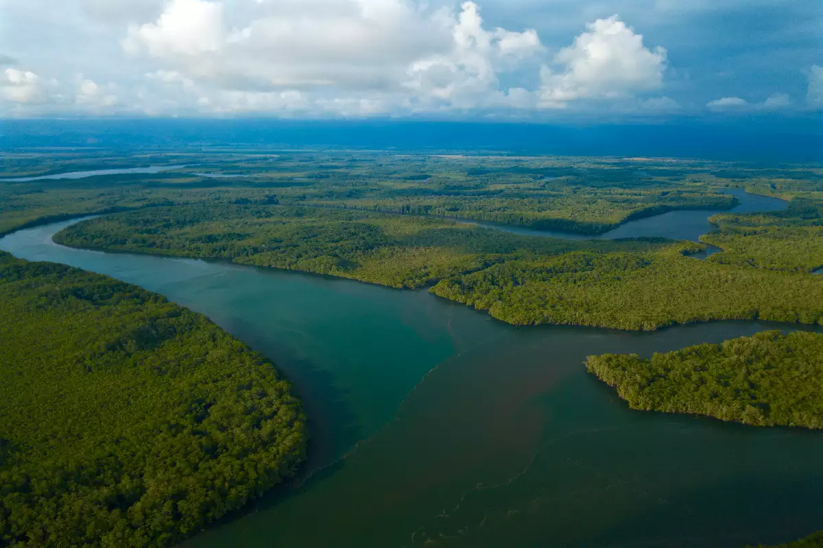 Mangrove Kayak Tours