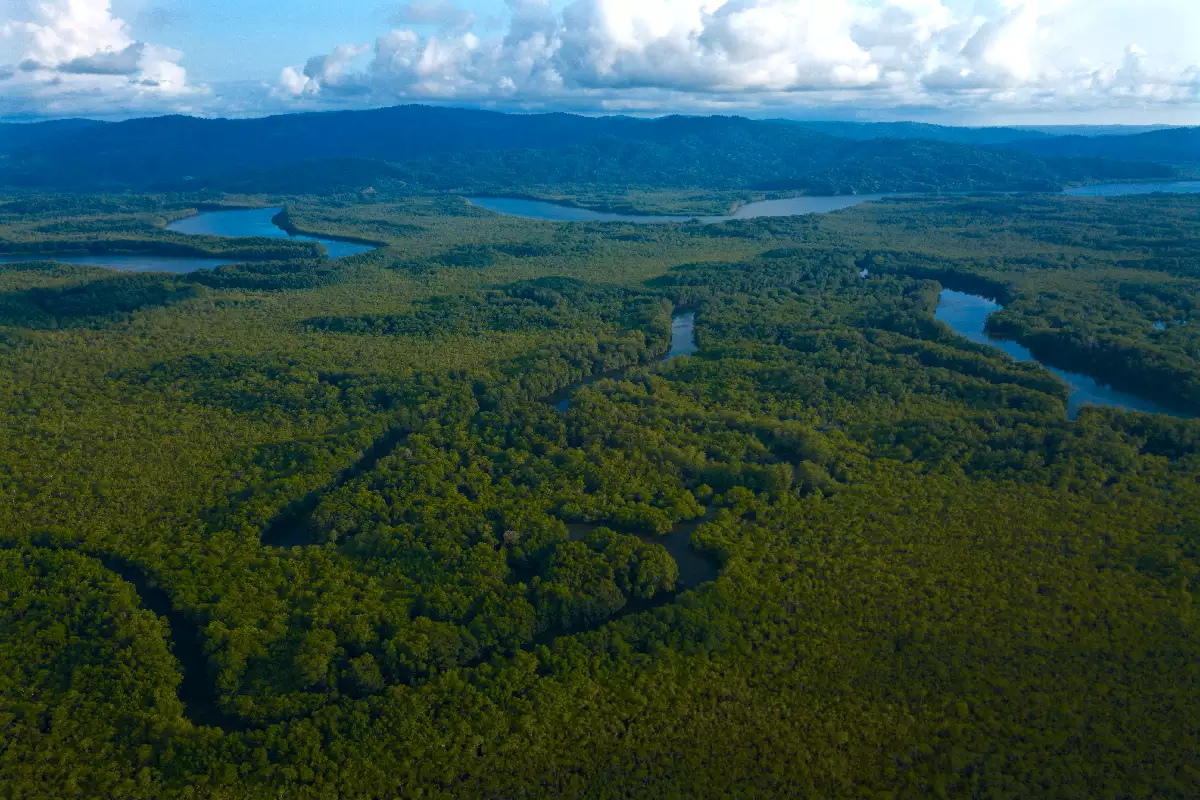 Mangrove Kayak Tours