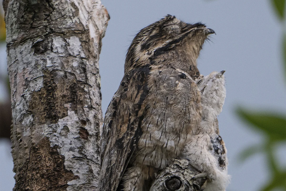 Birdwatching Tours in Sierpe