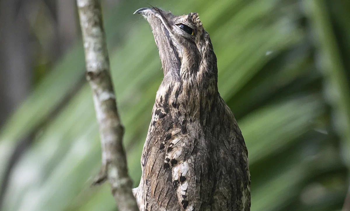 Tours Observación de Aves Ruta Sierpe