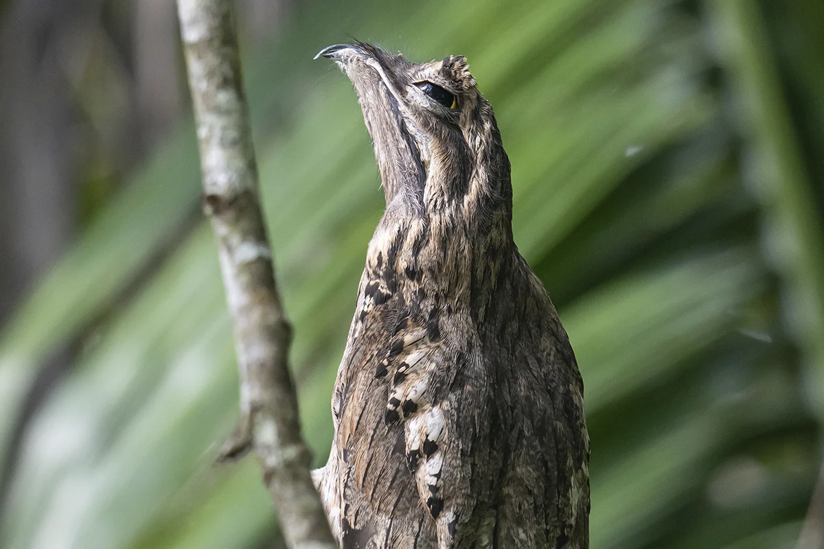 Tours Observación de Aves Ruta Sierpe