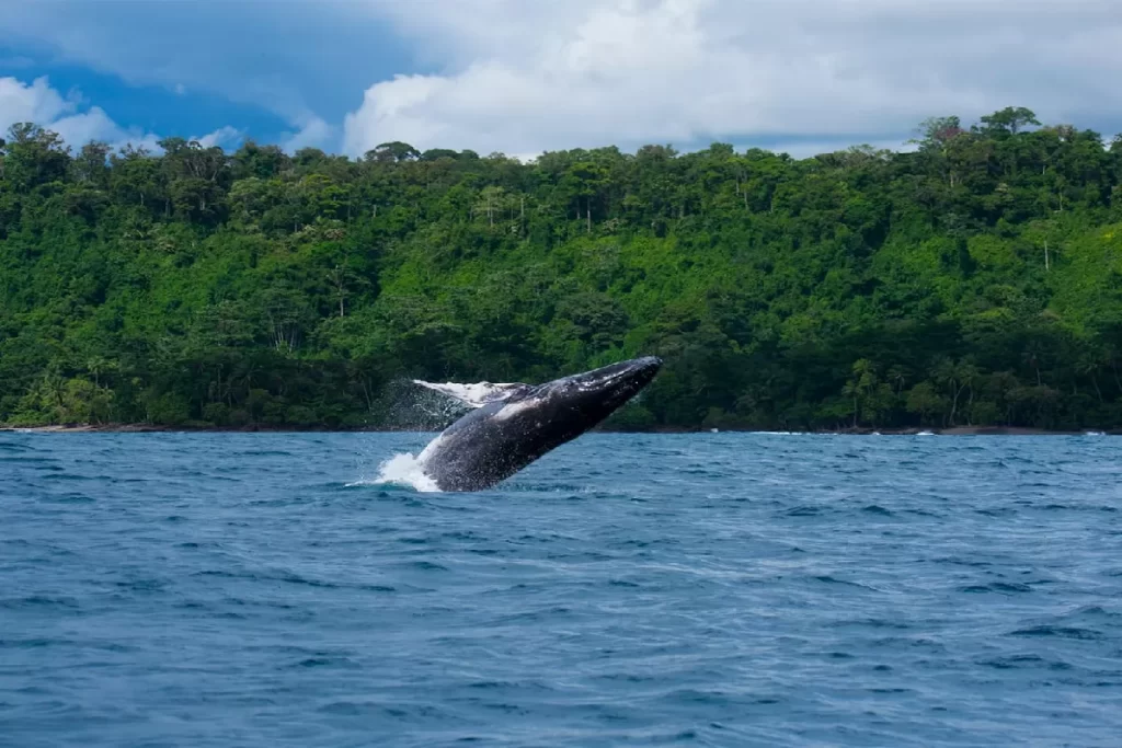 Whale Tours in Sierpe