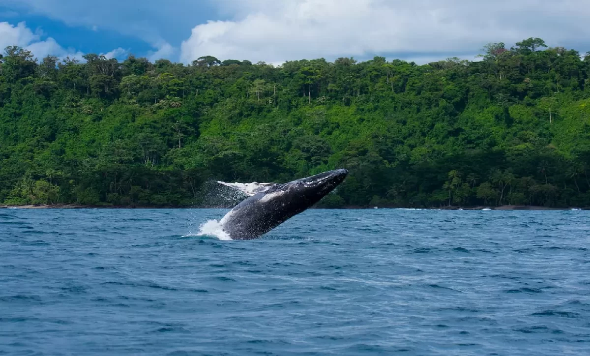 Whale Tours in Sierpe