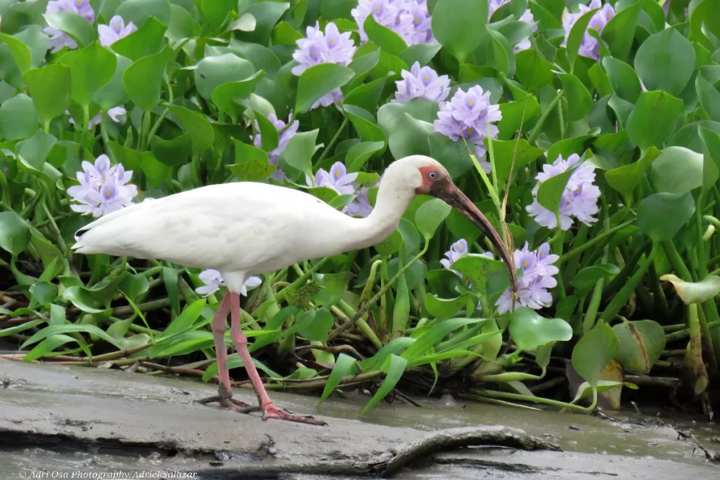 Mangrove Photos in Sierpe