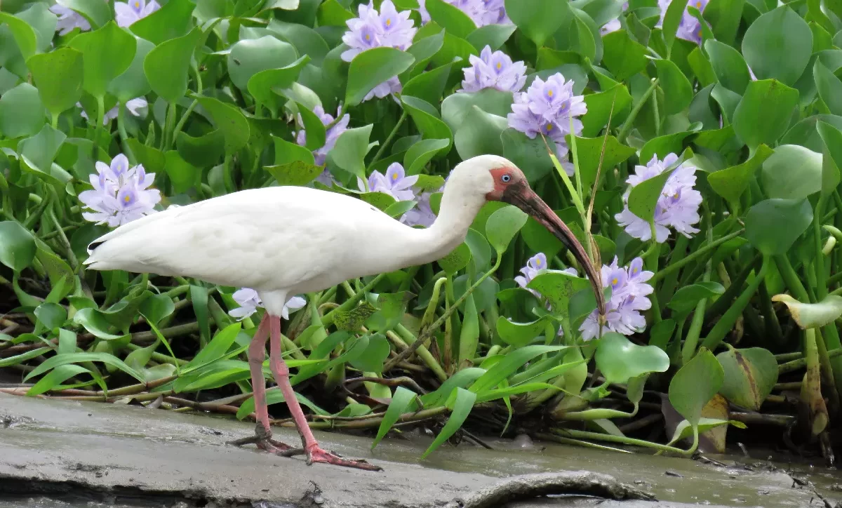 Mangrove Photos in Sierpe